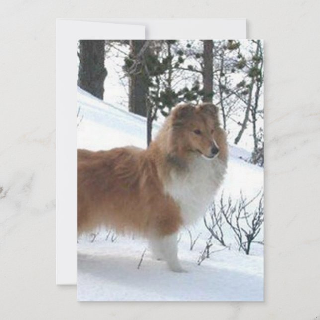 shetland sheepdog (Front)