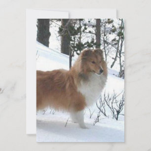 shetland sheepdog