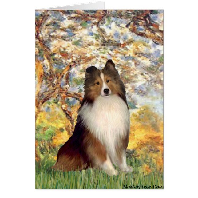Shetland Sheepdog 1 - Spring (Front)