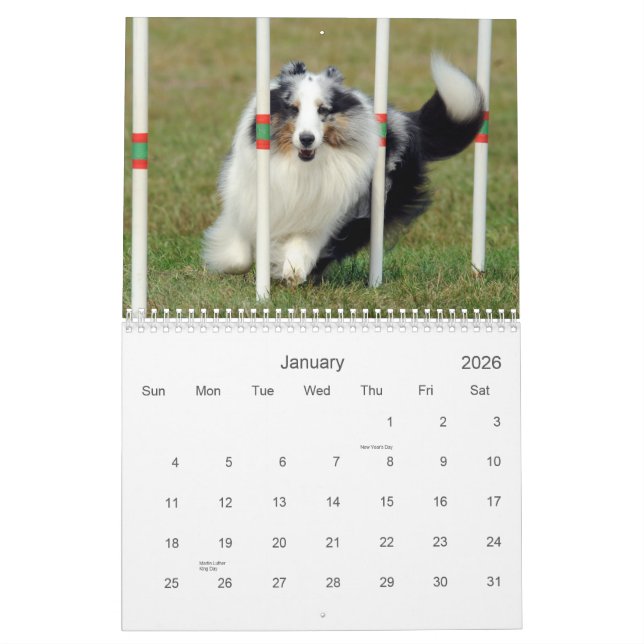 Shetland Sheepdog Agility Calendar (Jan 2026)