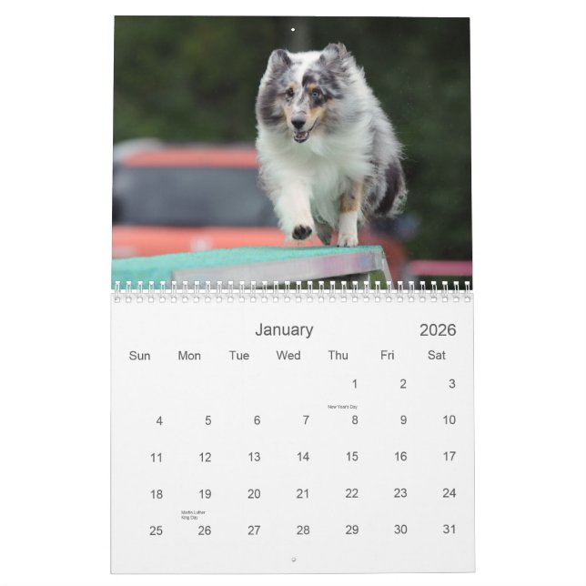 Shetland Sheepdog Agility Calendar (Jan 2026)