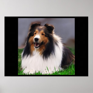 Shetland Sheepdog Art Print