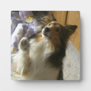 Shetland Sheepdog Begging Plaque