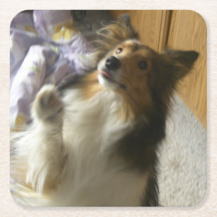 Shetland Sheepdog Begging Square Paper Coaster