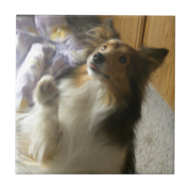 Shetland Sheepdog Begging Tile (Front)