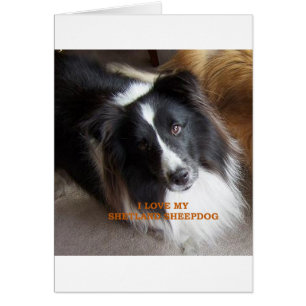 shetland sheepdog black and white love w pic