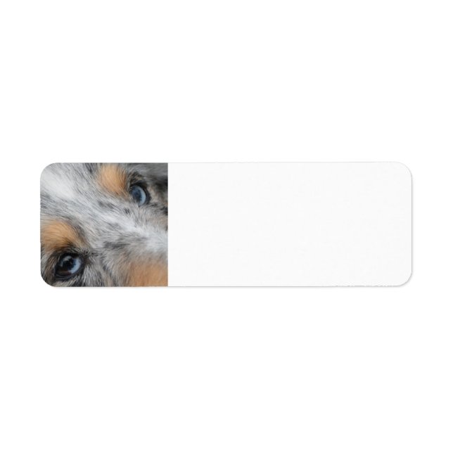 Shetland Sheepdog Blue Merle Eyes (Front)