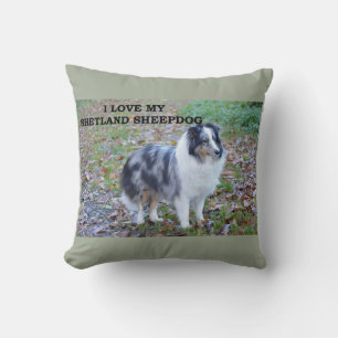 shetland-sheepdog-blue merle white tan love w pic. cushion