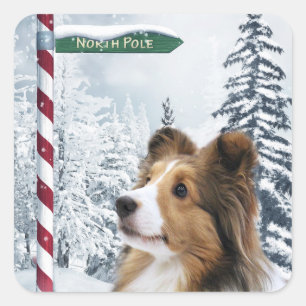 Shetland Sheepdog Christmas Square Sticker