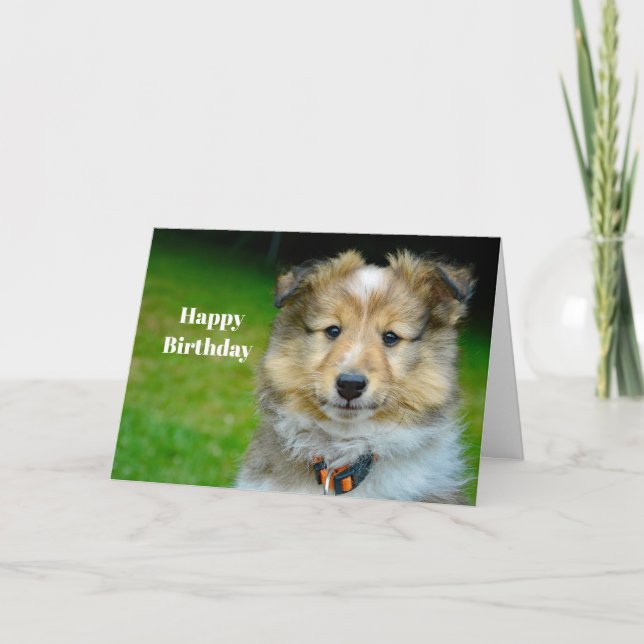 Shetland Sheepdog Cute Photo Birthday Card (Front)