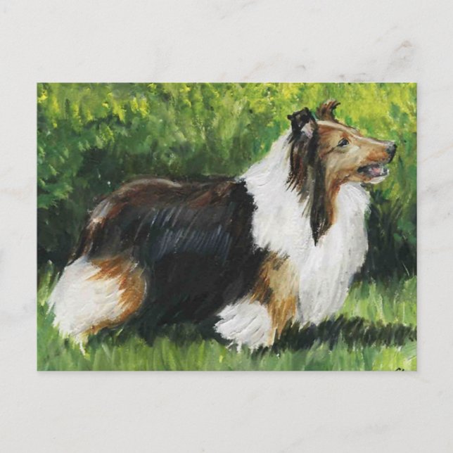 Shetland Sheepdog Dog Art Postcard (Front)