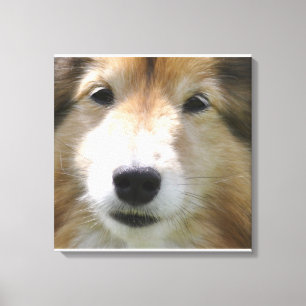 Shetland Sheepdog Face Canvas Print