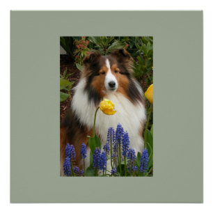 shetland sheepdog in flowers poster