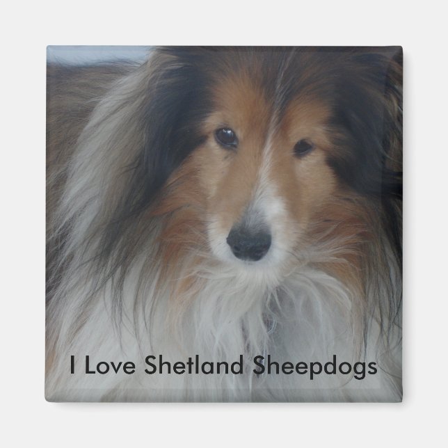 Shetland Sheepdog Magnet (Front)