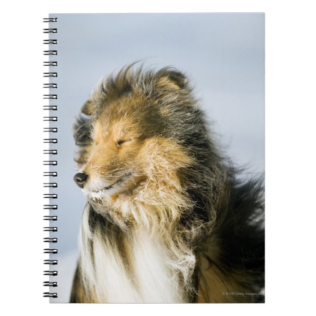 Shetland Sheepdog Notebook (Front)