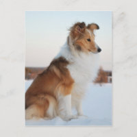 Shetland sheepdog paper product