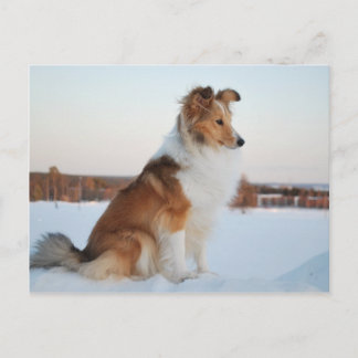 Shetland sheepdog paper product postcard