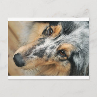 Shetland Sheepdog Postcard