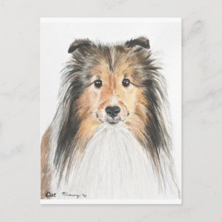 Shetland Sheepdog Postcard