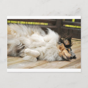 Shetland Sheepdog Postcard