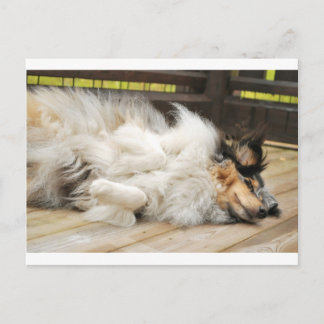 Shetland Sheepdog Postcard