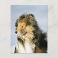 Shetland Sheepdog