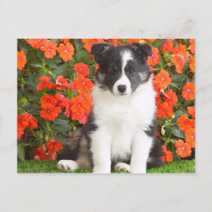 Shetland Sheepdog Postcard