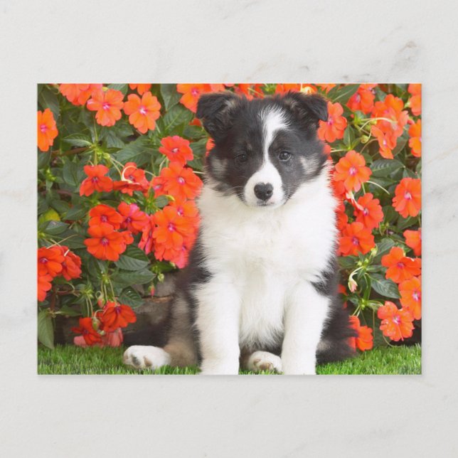 Shetland Sheepdog Postcard (Front)