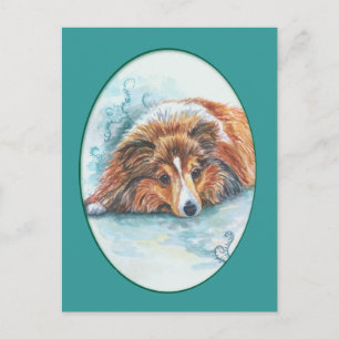 Shetland Sheepdog Postcards