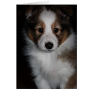 Shetland Sheepdog Puppy