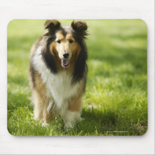 Shetland Sheepdog running on the grass Mouse Mat