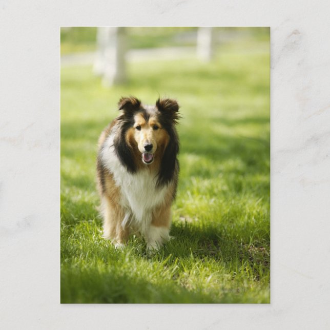 Shetland Sheepdog running on the grass Postcard (Front)