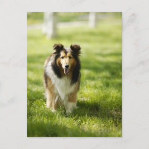 Shetland Sheepdog running on the grass Postcard