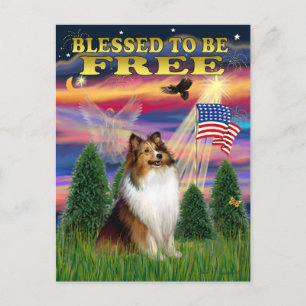 Shetland Sheepdog (sable and white) Postcard