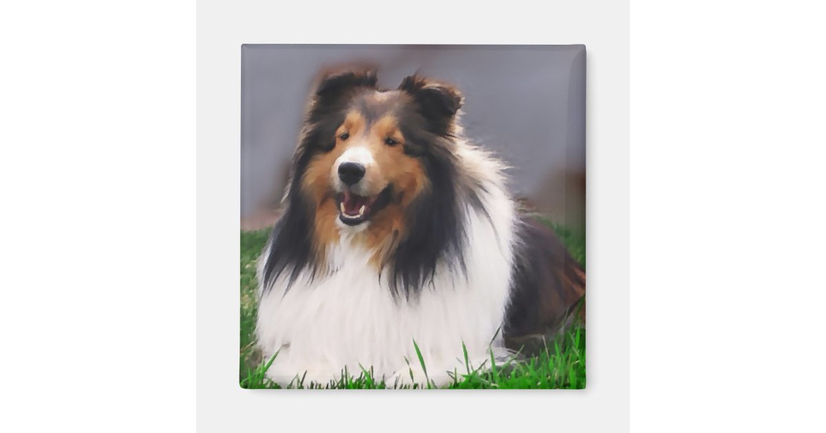Shetland Sheepdog Sheltie Gifts Zazzle.co.uk