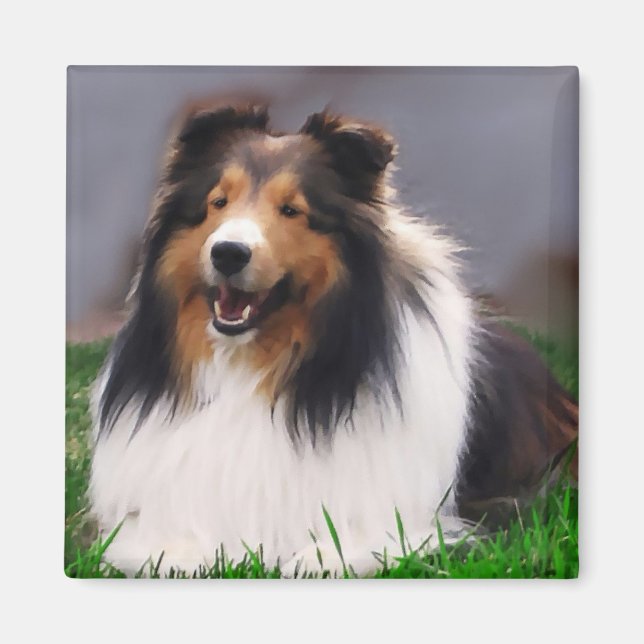 Shetland Sheepdog Sheltie Gifts Magnet (Front)