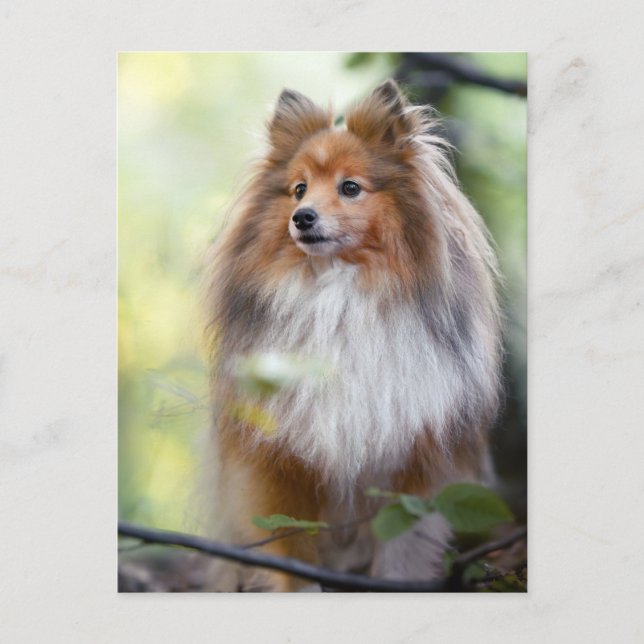 Shetland Sheepdog Sheltie little dog in forest Jig Postcard (Front)