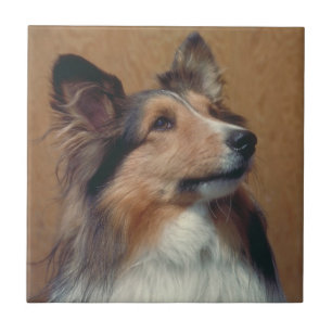 Shetland Sheepdog Sheltie Tile