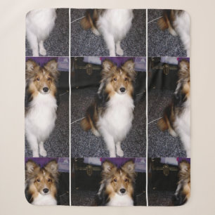 shetland sheepdog sitting 2 sherpa blanket