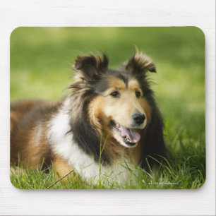 Shetland Sheepdog sitting on the grass Mouse Mat
