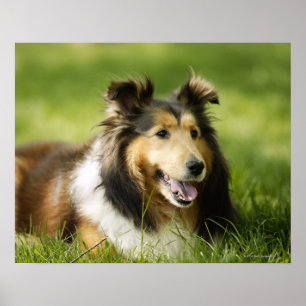 Shetland Sheepdog sitting on the grass Poster