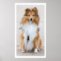 Shetland Sheepdog Sitting