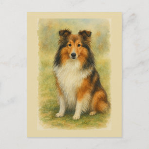 Shetland Sheepdog Sitting Watercolor Postcard