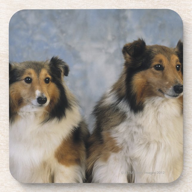 Shetland Sheepdogs Coaster (Front)