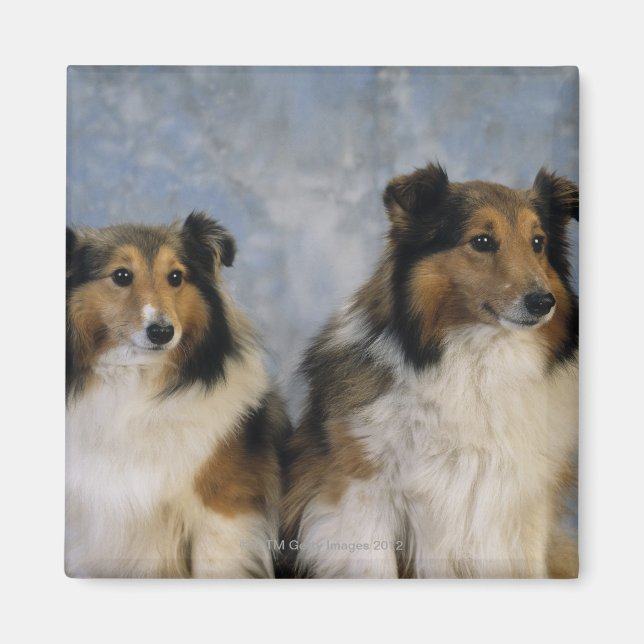 Shetland Sheepdogs Magnet (Front)