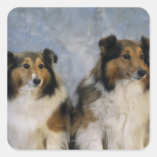 Shetland Sheepdogs Square Sticker