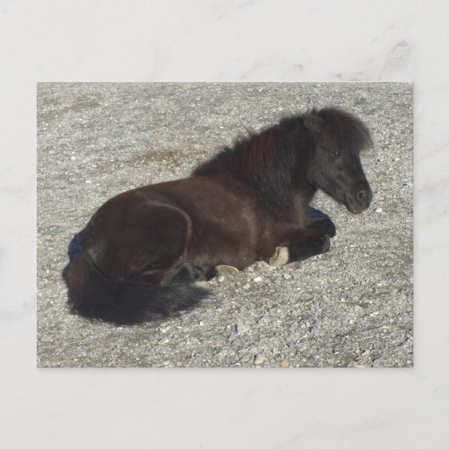 Shettland Pony Miniature Horse Stallion Animal Postcard (Front)