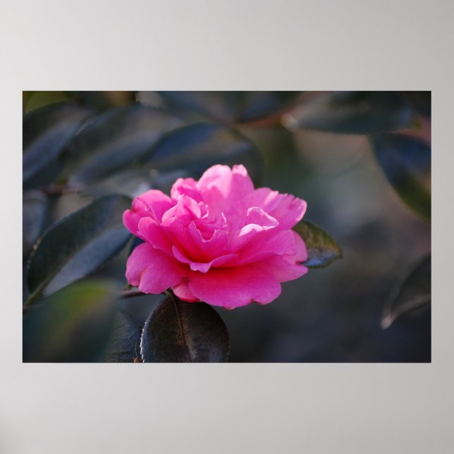 Shi Shi Camellia Poster (Front)