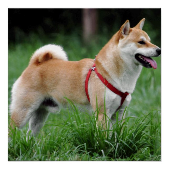 shiba 2 full poster (Front)