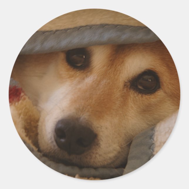 Shiba in a Blanket Sticker (Front)